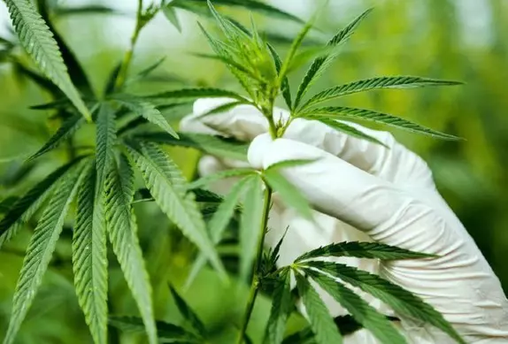 improve-roi-cannabis